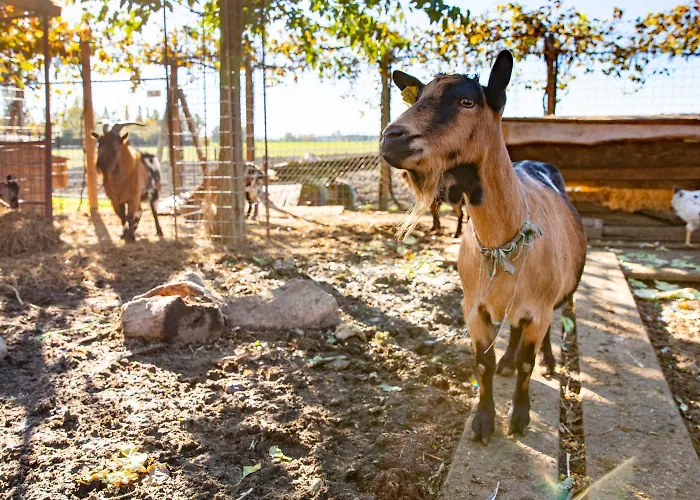 Gæstehus Saranto, Maison Du Charme - La Tua Oasi In Emilia Carpi